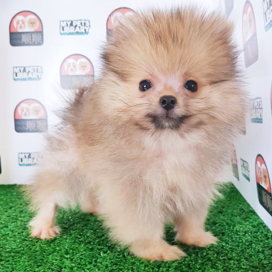 Sable Brown Pomeranian Puppy (Female) For Sale