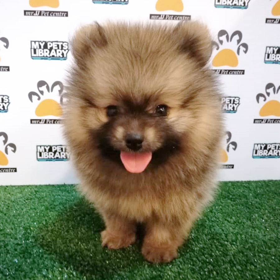 Sable Pomeranian Puppy (Male) For Sale
