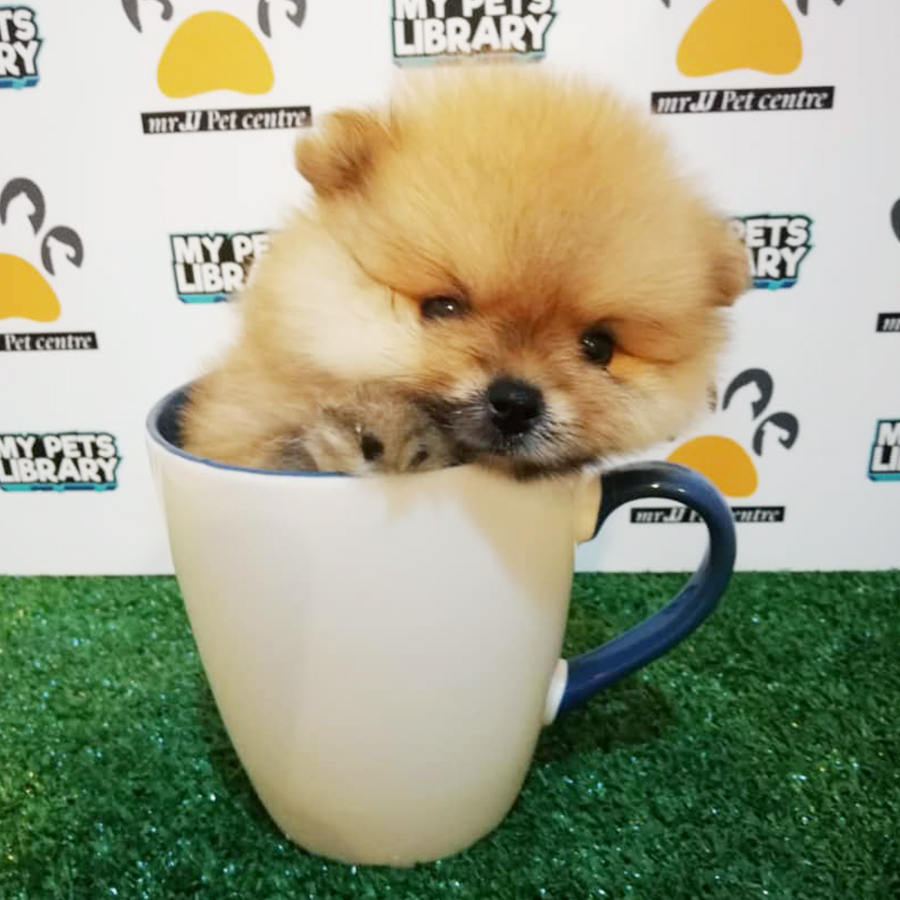 Brown Teacup Pomeranian Puppy (Male) For Sale
