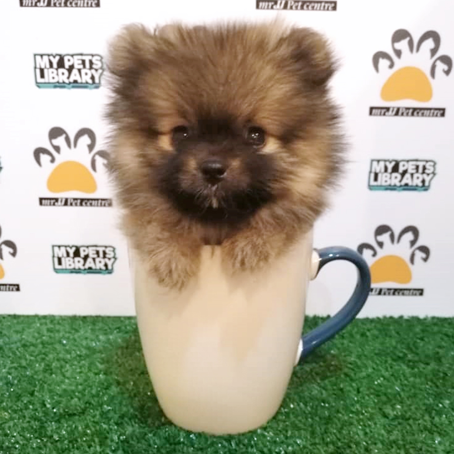 Sable Teacup Pomeranian Puppy (Female) For Sale