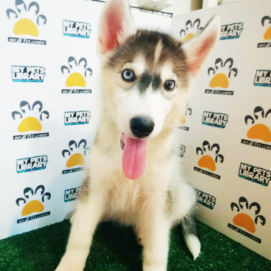 Siberian Husky Puppy (Female) For Sale