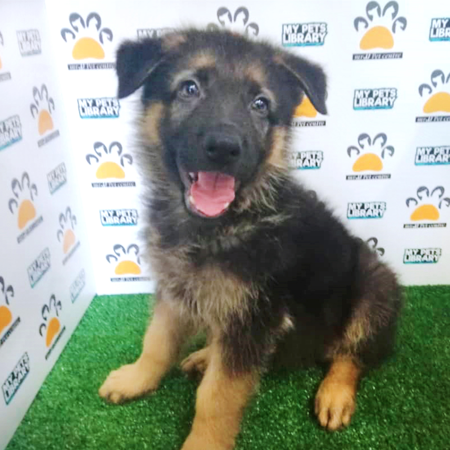 German Shepherd Puppy (Male) For Sale