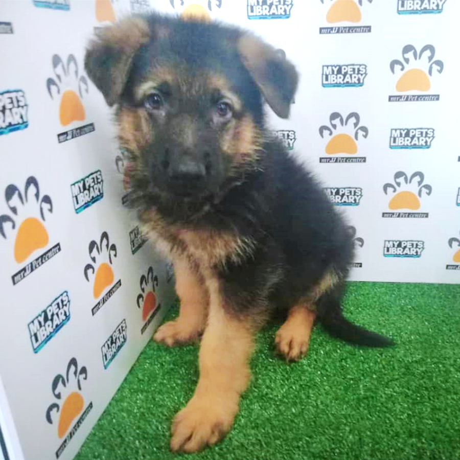 German Shepherd Puppy (Male) For Sale