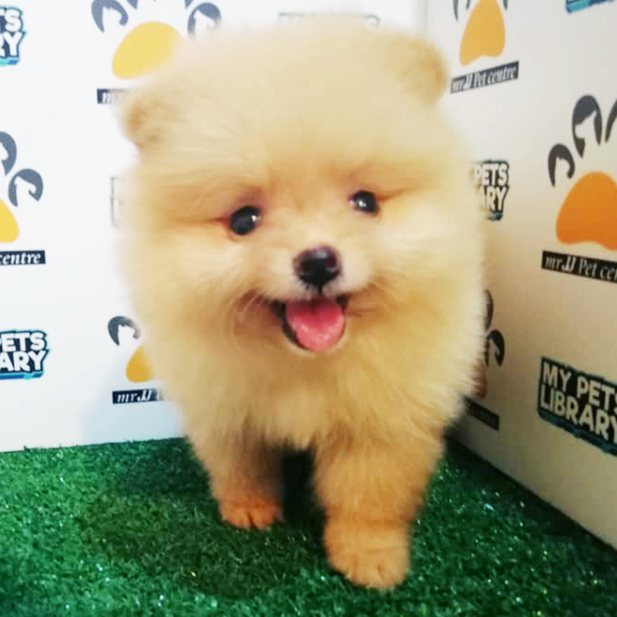 Teacup Pomeranian Puppy (Female) For Sale
