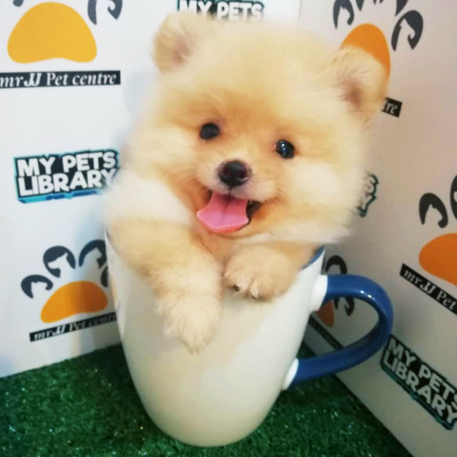Teacup Pomeranian Puppy (Female) For Sale