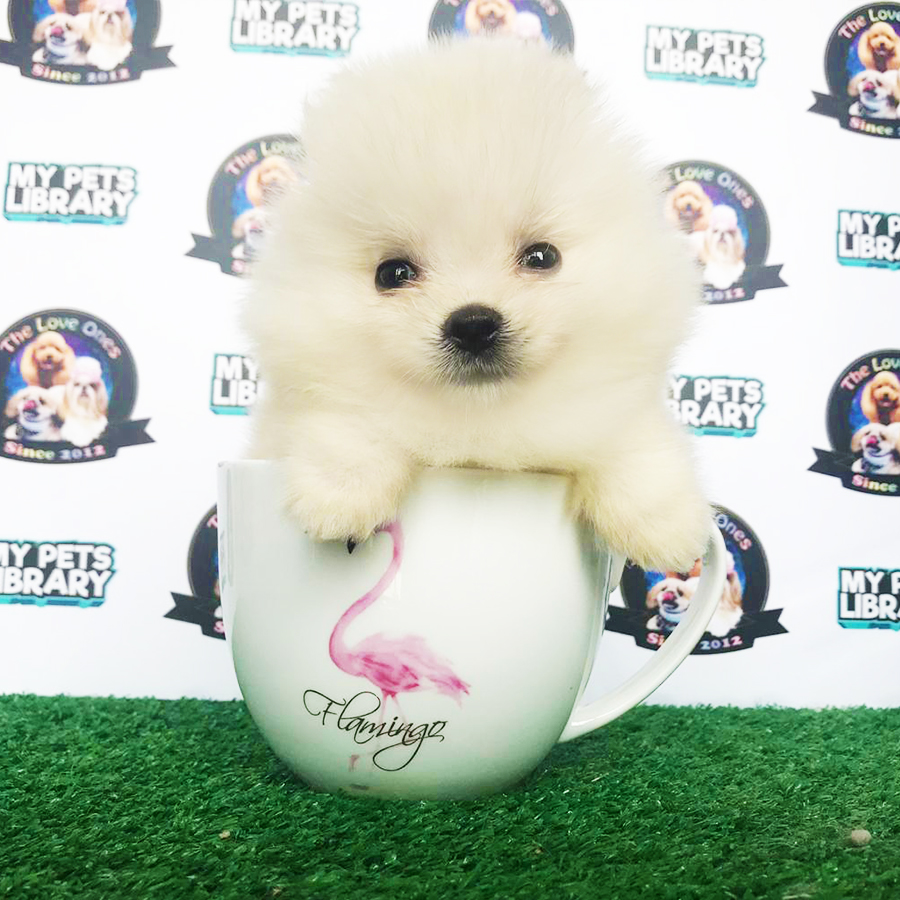 Cream White Teacup Pomeranian Puppy (Male) For Sale