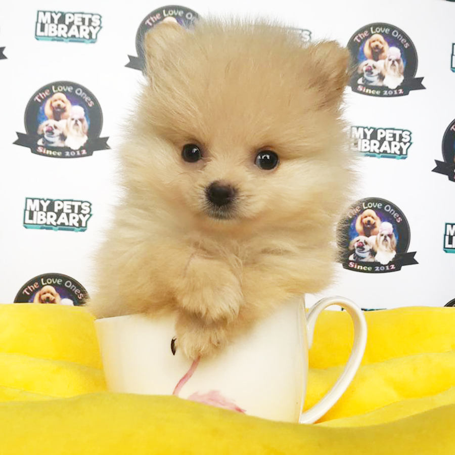 Brown Teacup Pomeranian Puppy (Female) For Sale