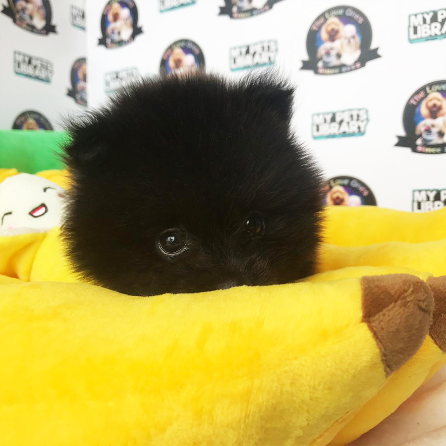 Black Pomeranian Puppy (Male) For Sale
