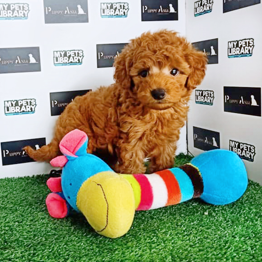Toy Poodle Puppy (Male) For Sale