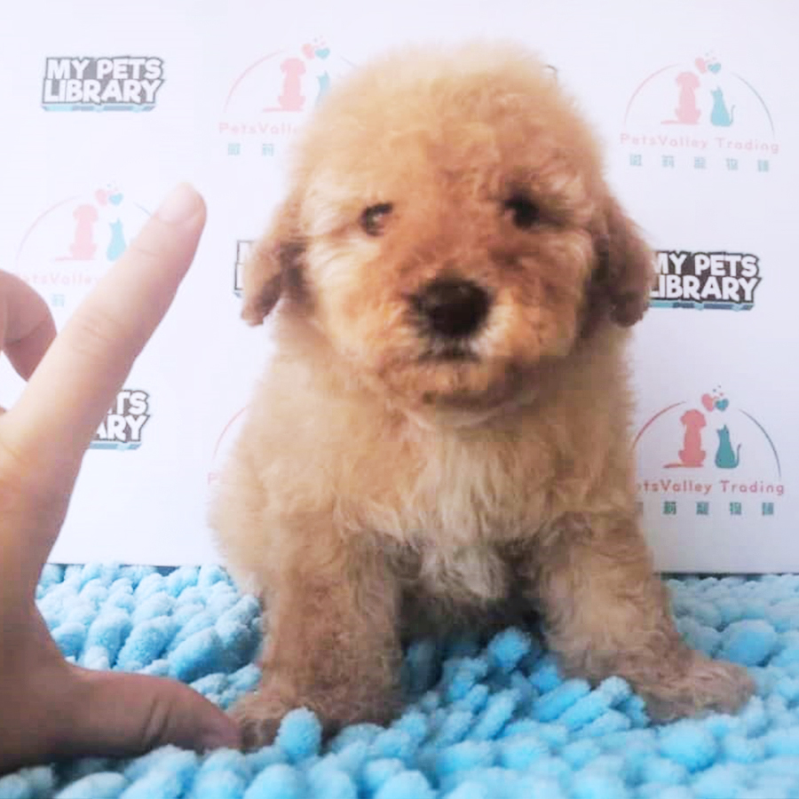 Brown Tiny Poodle Puppy (Female) For Sale