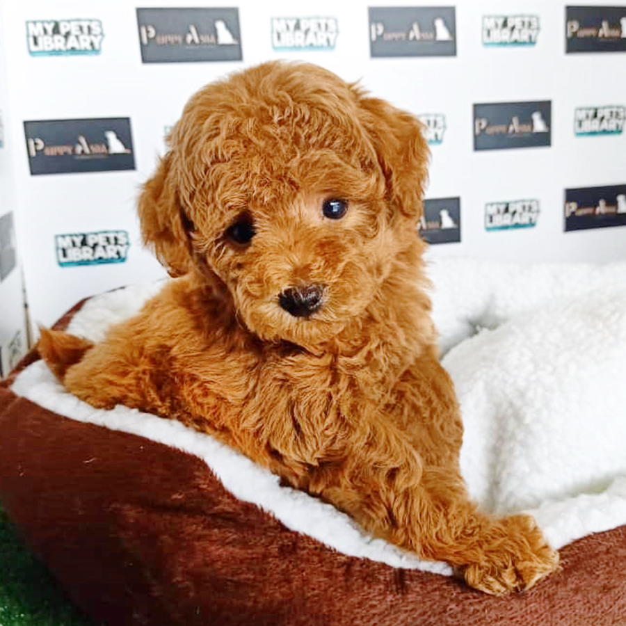 Brown Miniature Poodle Puppy (Female) For Sale