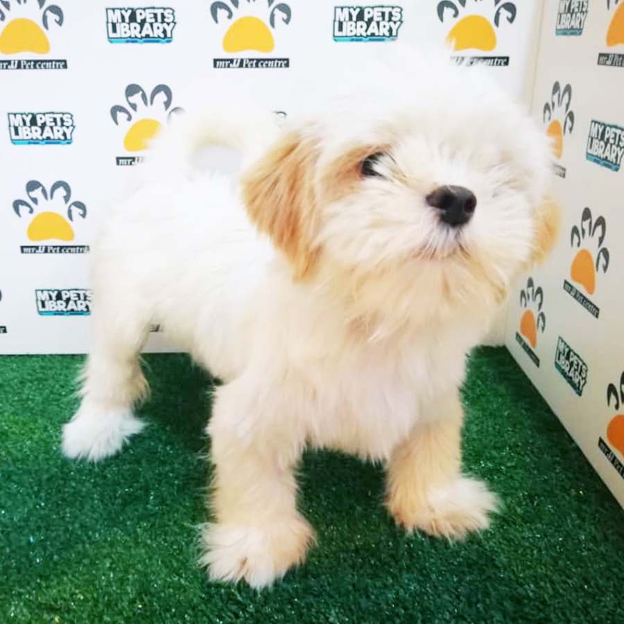 Shih Tzu Puppy (Female) For Sale