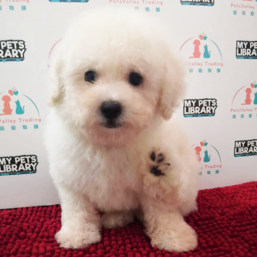 Cream White Toy Poodle Puppy (Male) For Sale