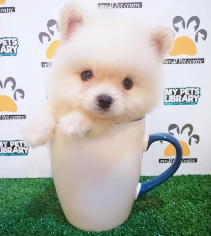 Cream White Teacup Pomeranian Puppy (Female) For Sale