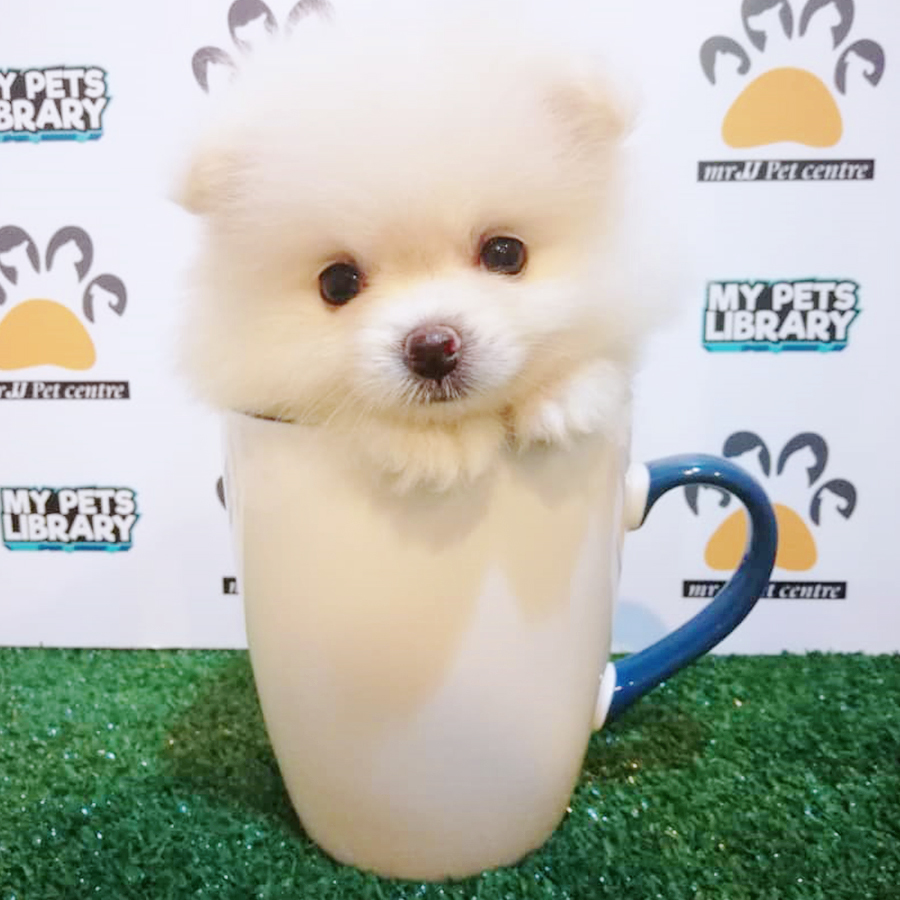 Cream White Teacup Pomeranian Puppy (Female) For Sale
