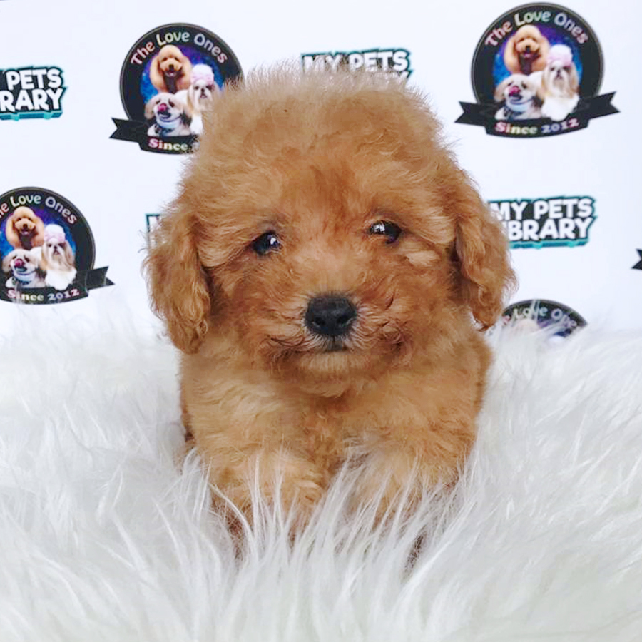 Brown Tiny Toy Poodle Puppy (Male) For Sale