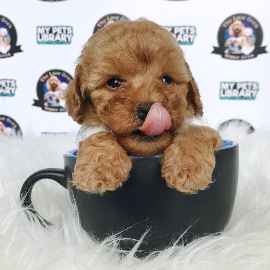 Brown Teacup Poodle Puppy (Female) For Sale