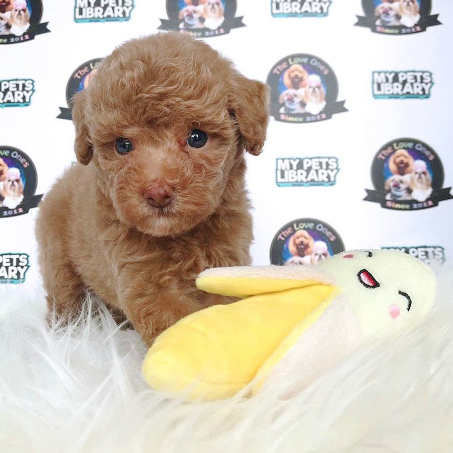 Brown Tiny Toy Poodle Puppy (Male) For Sale