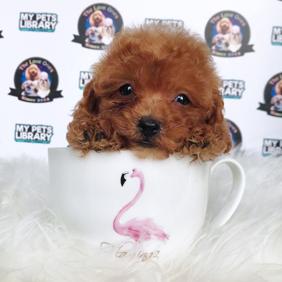 Red Teacup Poodle Puppy (Male) For Sale
