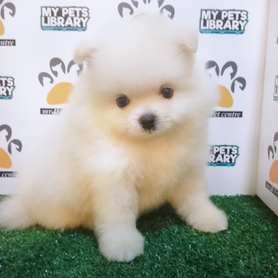 Cream White Teacup Pomeranian Puppy (Male) For Sale