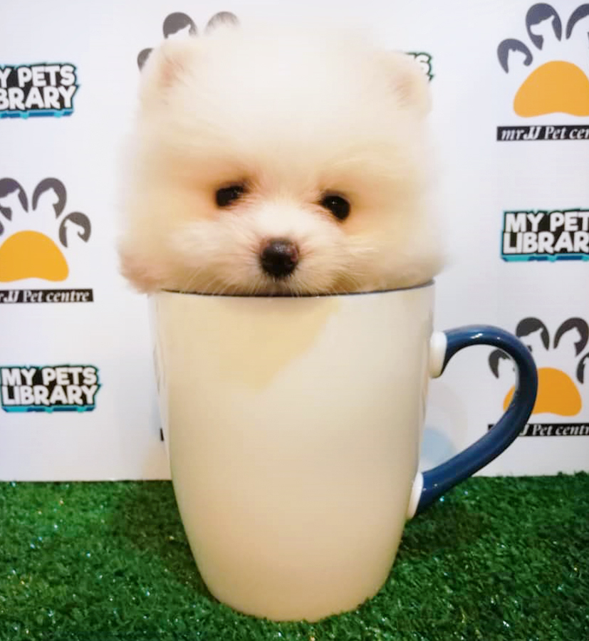 Cream White Teacup Pomeranian Puppy (Female) For Sale
