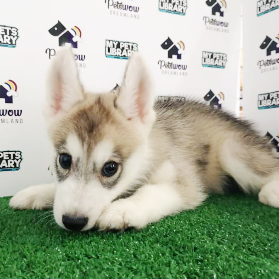 Siberian Husky Puppy (Male) For Sale