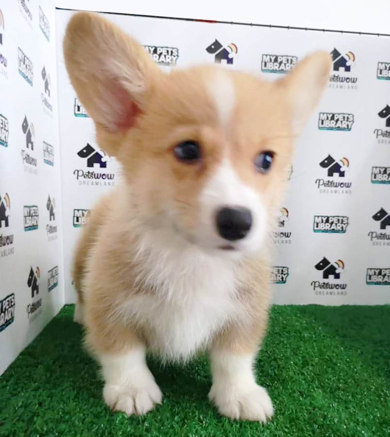 Pembroke Welsh Corgi Puppy (Male) For Sale