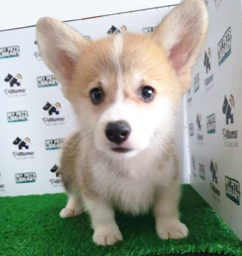 Pembroke Welsh Corgi Puppy (Female) For Sale