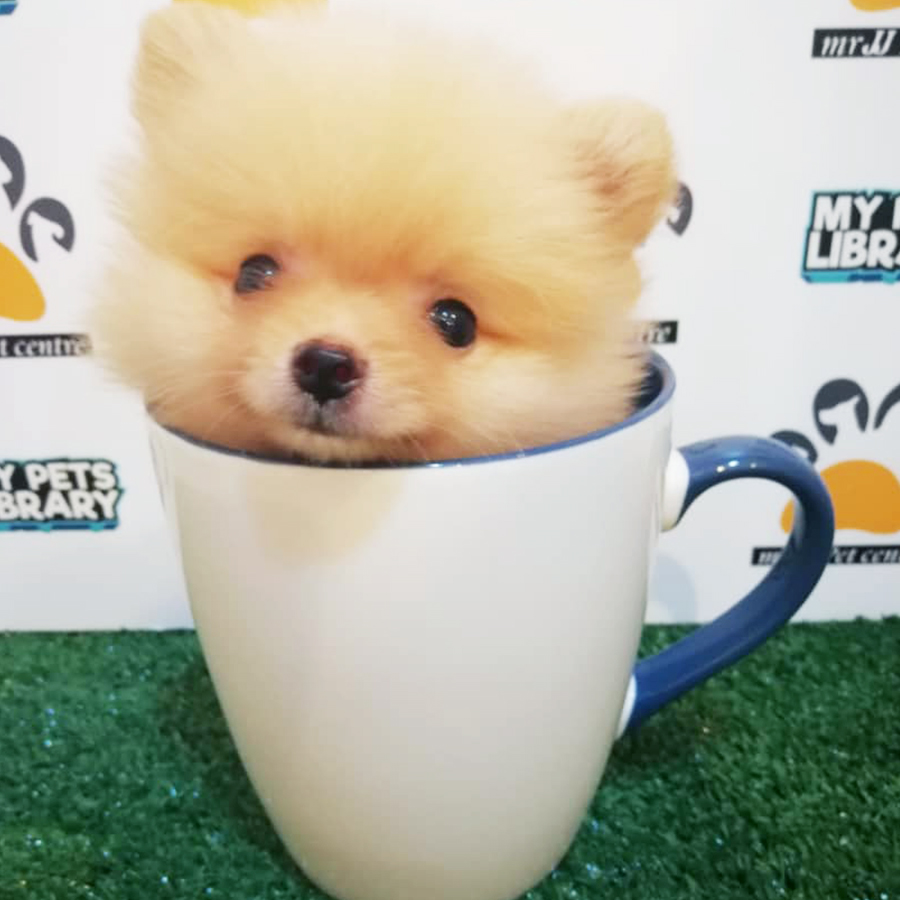 Teacup Pomeranian Puppy (Female) For Sale