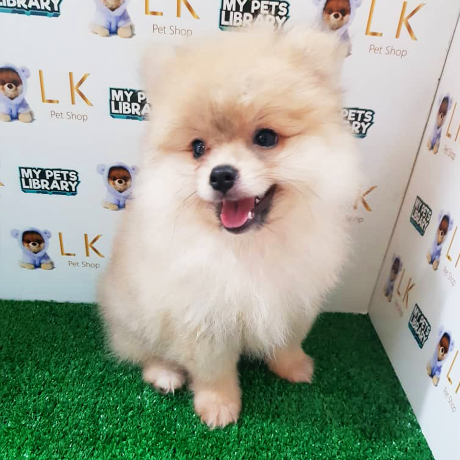 Pomeranian Puppy (Male) For Sale