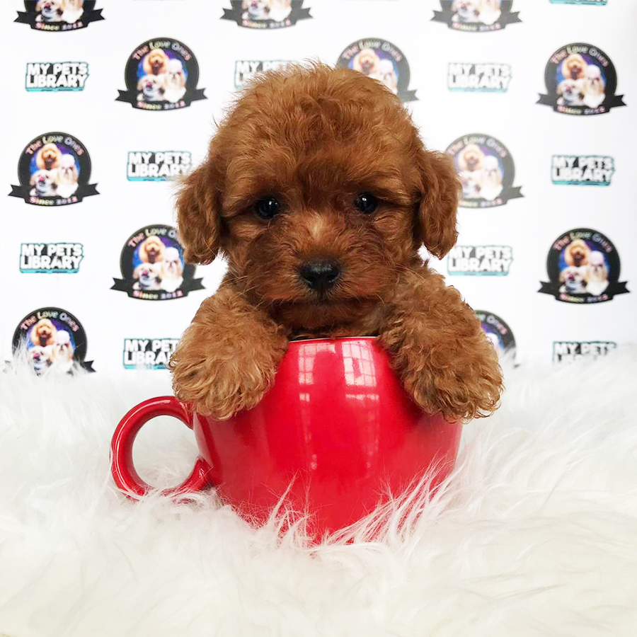 Red Tiny Poodle Puppy (Male) For Sale