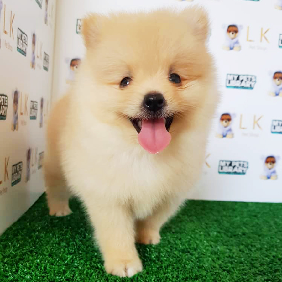 Orange Pomeranian Puppy (Female) For Sale