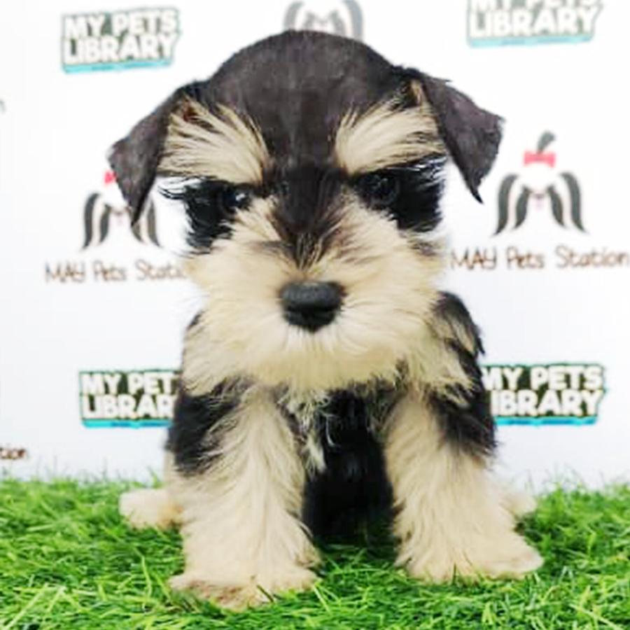 Schnauzer Puppy (Female) For Sale