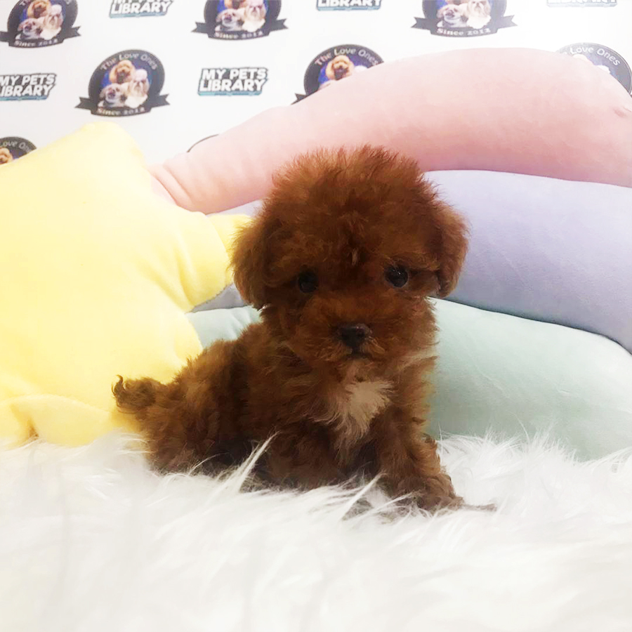 Super Red Teacup Poodle Puppy (Male) For Sale