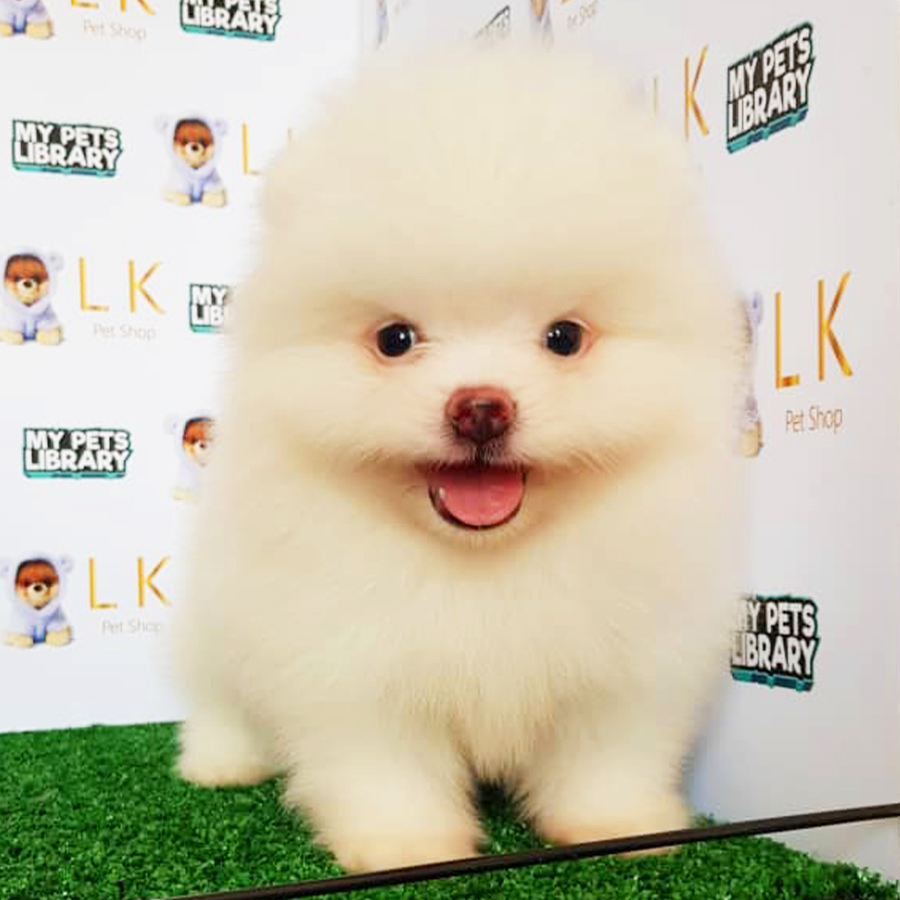 Cream White Pomeranian Puppy (Male) For Sale