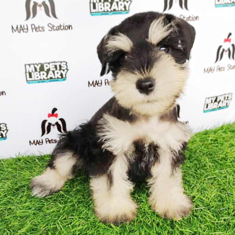 Schnauzer Puppy (Female) For Sale