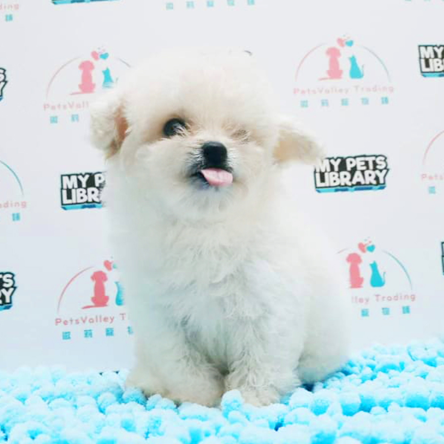 White Tiny Toy Poodle Puppy (Male) For Sale