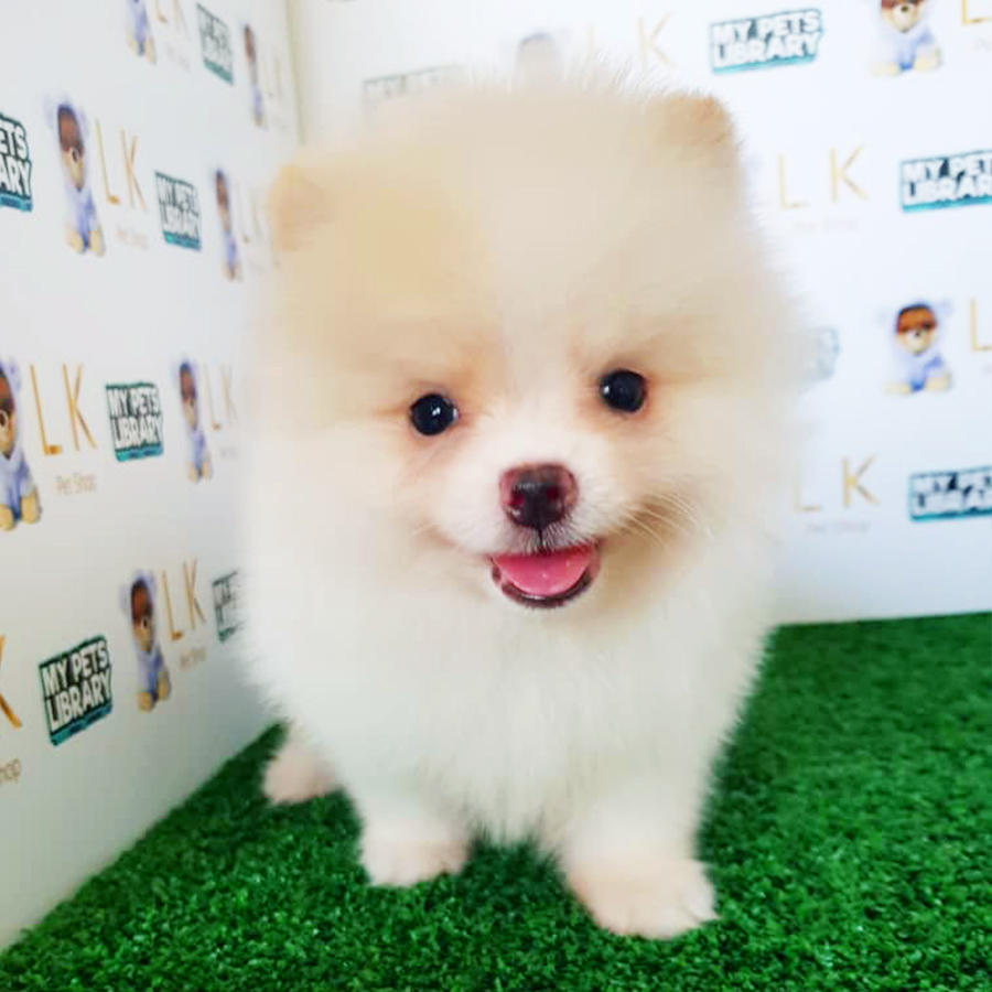 Parti White Pomeranian Puppy (Female) For Sale