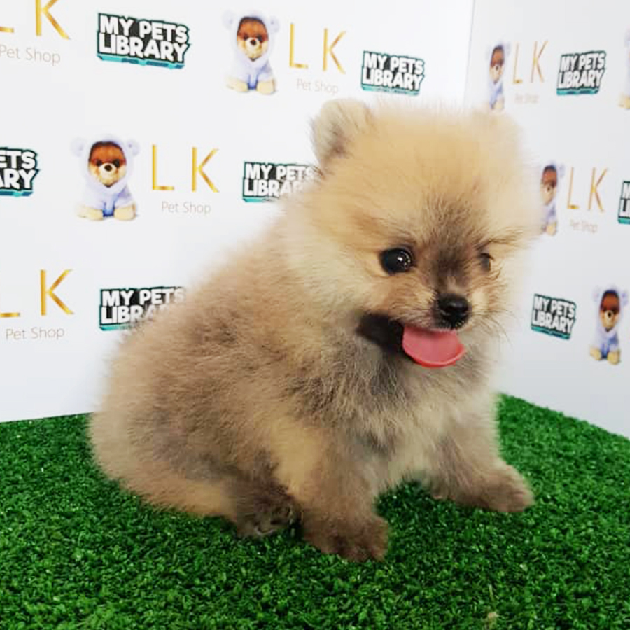 Sable Brown Pomeranian Puppy (Female) For Sale
