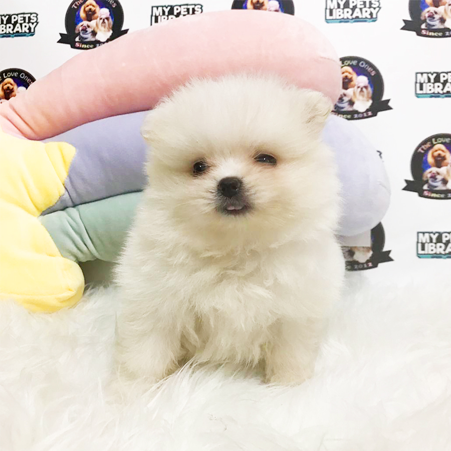 Grade A Quality Pomeranian Puppy (Male) For Sale