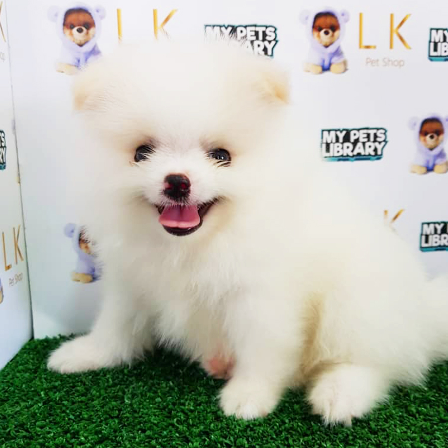 Parti White Pomeranian Puppy (Female) For Sale