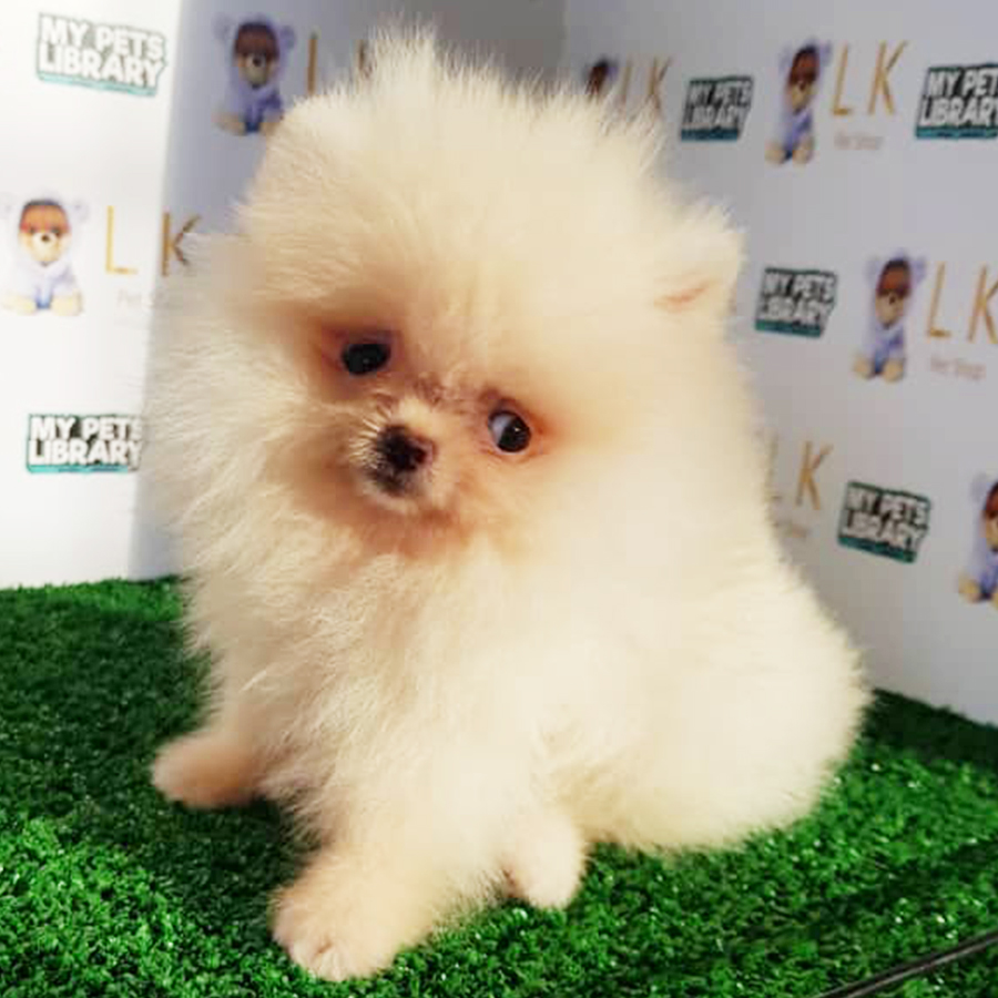 Cream Pomeranian Puppy (Female) For Sale