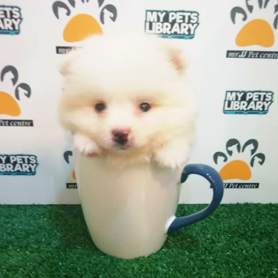 White Teacup Pomeranian Puppy (Female) For Sale