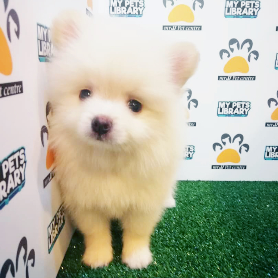Cream White Pomeranian Puppy (Male) For Sale