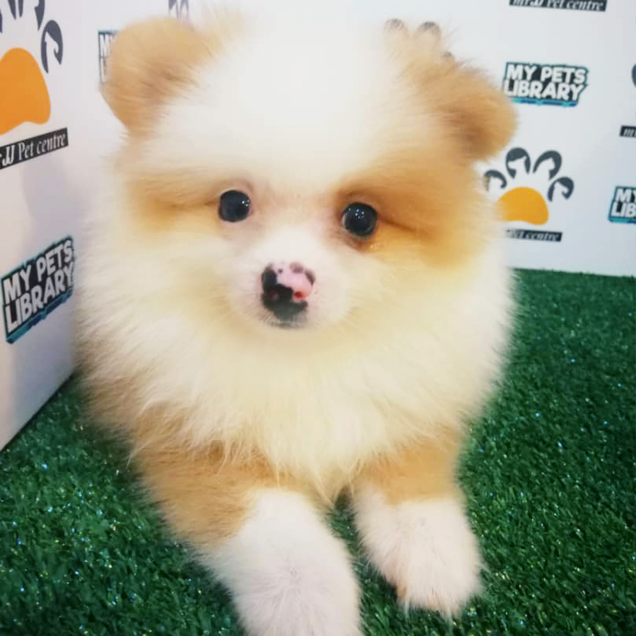 Parti Colour Pomeranian Puppy (Male) For Sale