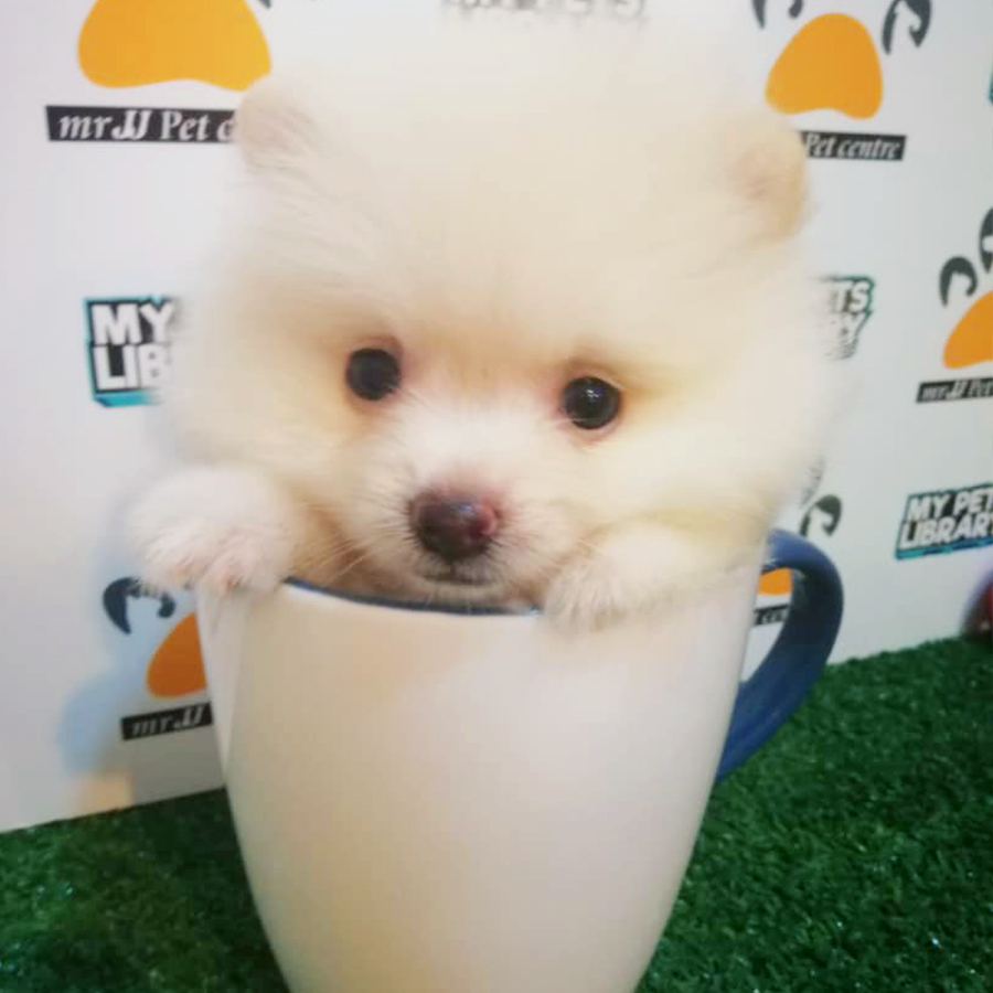 Cream White Teacup Pomeranian Puppy (Male) For Sale