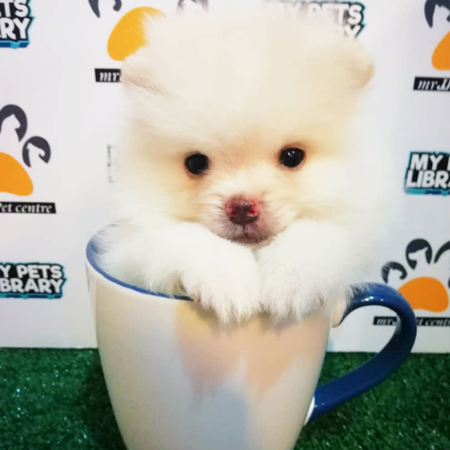 Cream White Teacup Pomeranian Puppy (Male) For Sale