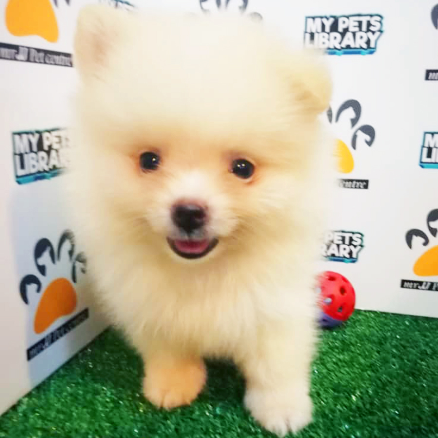 Cream Pomeranian Puppy (Male) For Sale