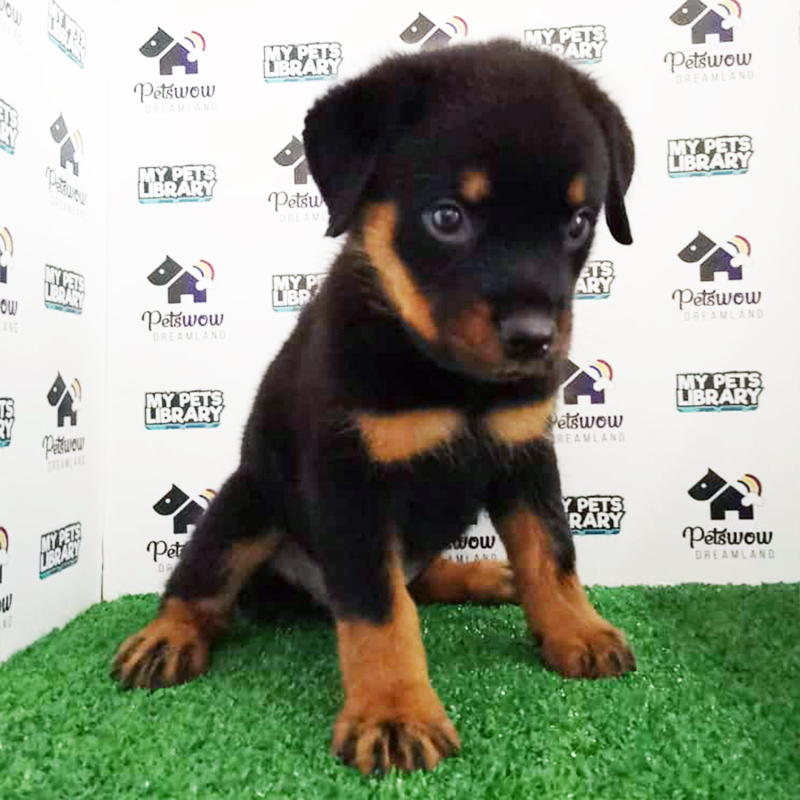 Rottweiler Puppy (Male) For Sale