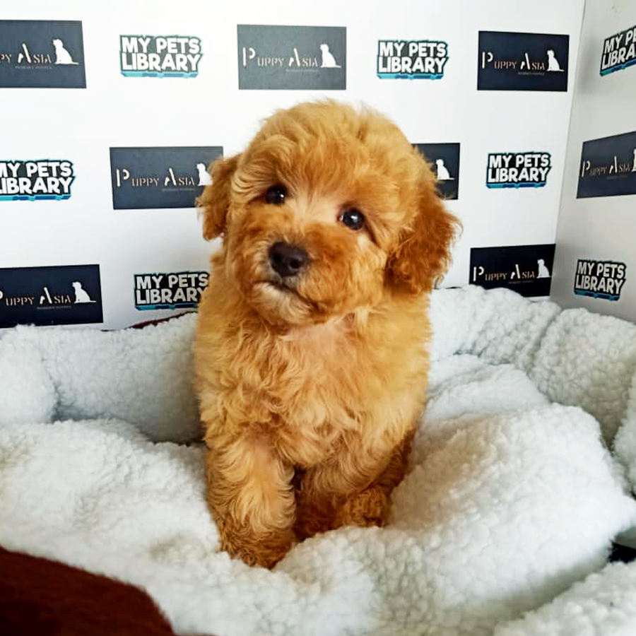 Brown Toy Poodle Puppy (Female) For Sale